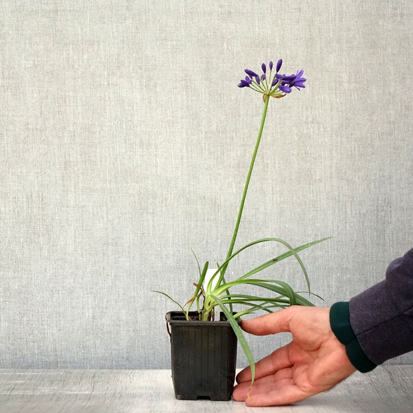 Agapanthus Flower of Love 8/9 cm pot sample as delivered in autumn