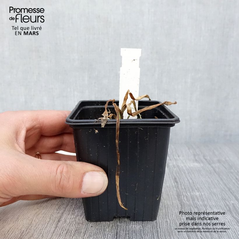 Agapanthus Flower of Love 8/9 cm pot sample as delivered in spring