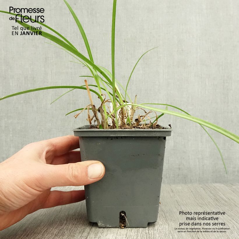 Agapanthus Flower of Love 1L/1.5L pot sample as delivered in winter