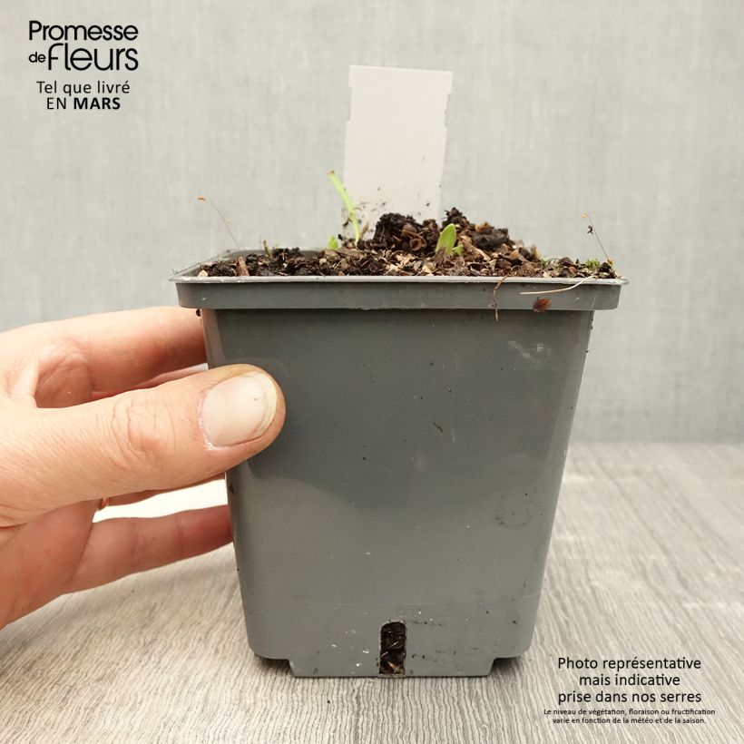 Agapanthus Flower of Love 1L/1.5L pot sample as delivered in spring