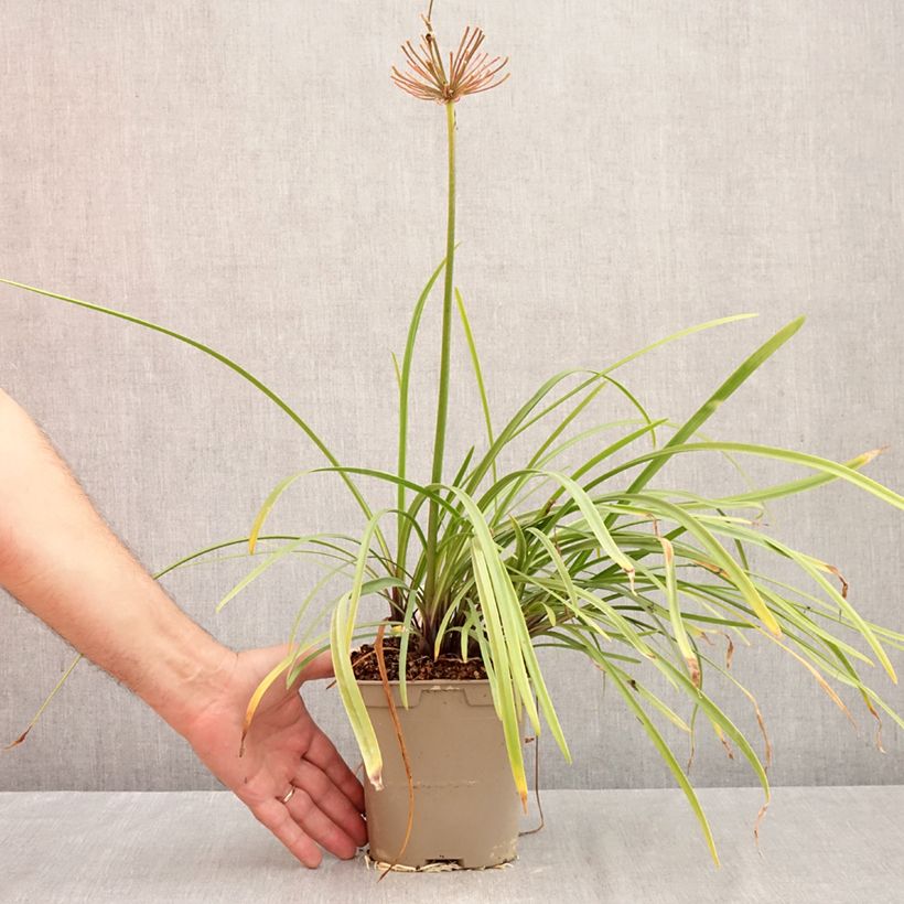 Agapanthus Glacier Stream 8/9 cm pot sample as delivered in autumn