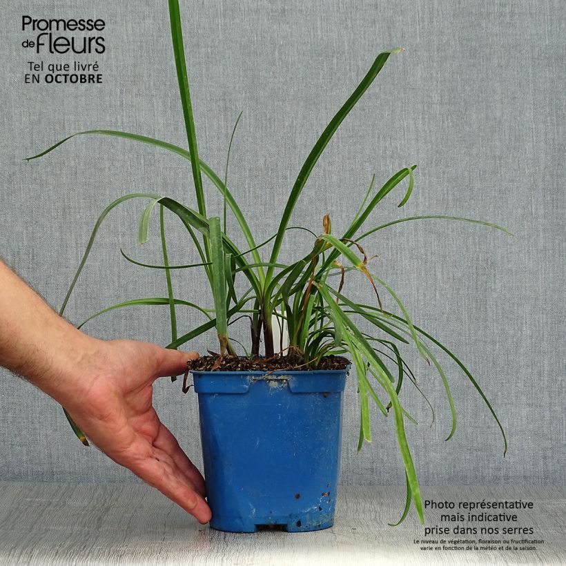 Agapanthus Glacier Stream 2L/3L pot sample as delivered in autumn