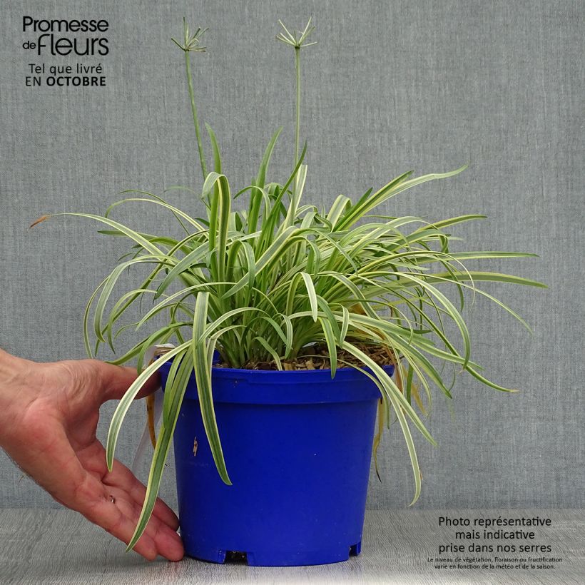 Agapanthus Golden Drop 2L/3L pot sample as delivered in autumn