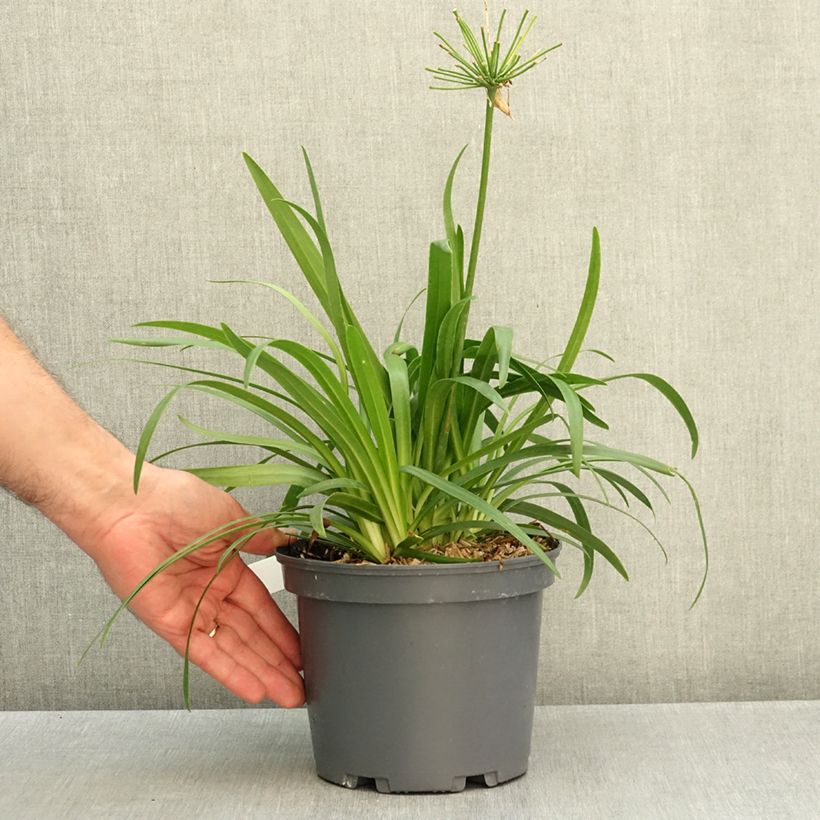 Agapanthus Ever White 3L/4L pot sample as delivered in autumn