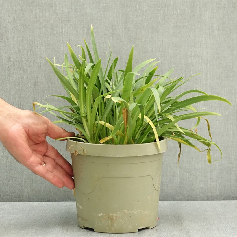 Agapanthe hybride Ever White Pot de 3L/4L sample as delivered in summer