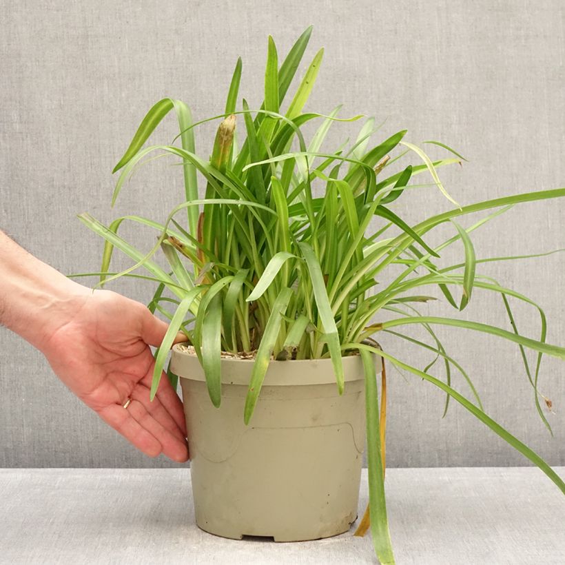 Agapanthus Ever White 3L/4L pot sample as delivered in winter