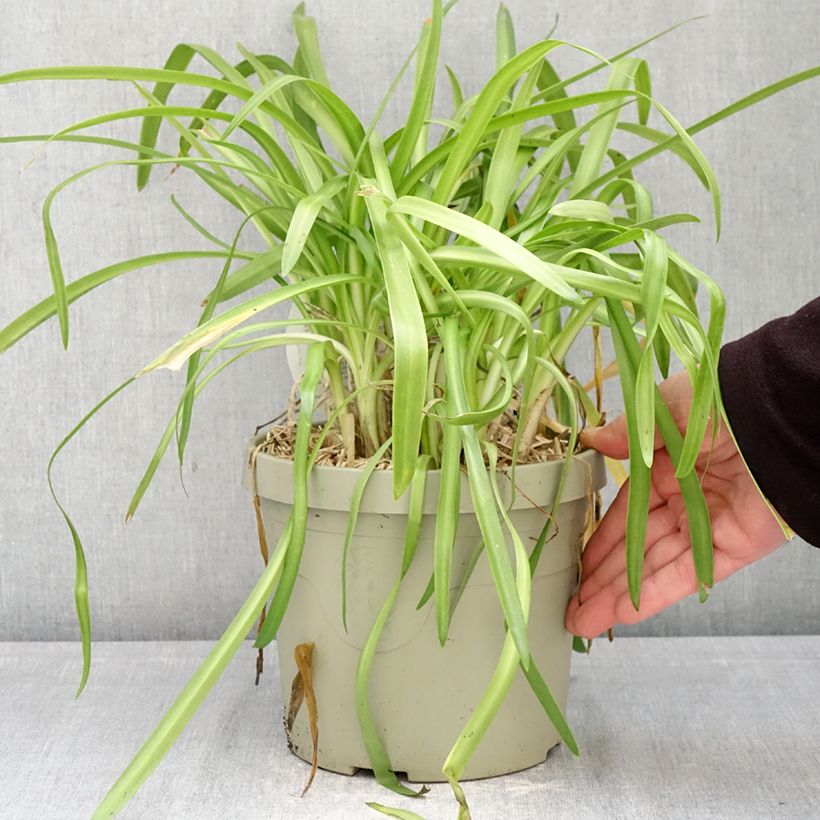 Agapanthus Ever White 3L/4L pot sample as delivered in spring