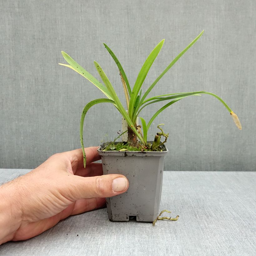 Agapanthus Fireworks 8/9 cm pot sample as delivered in autumn