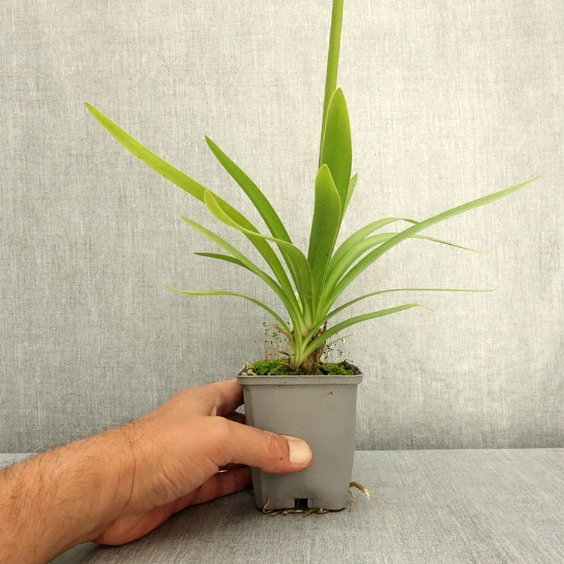Agapanthus Fireworks 8/9 cm pot sample as delivered in summer