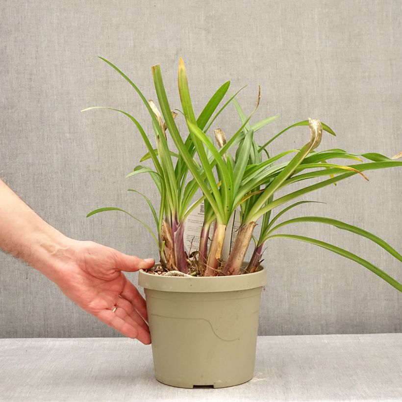 Agapanthus Poppin’ Purple 3L/4L pot sample as delivered in winter