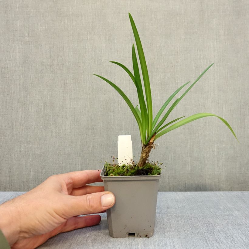 Agapanthus Poppin’ Star 8/9 cm pot sample as delivered in autumn