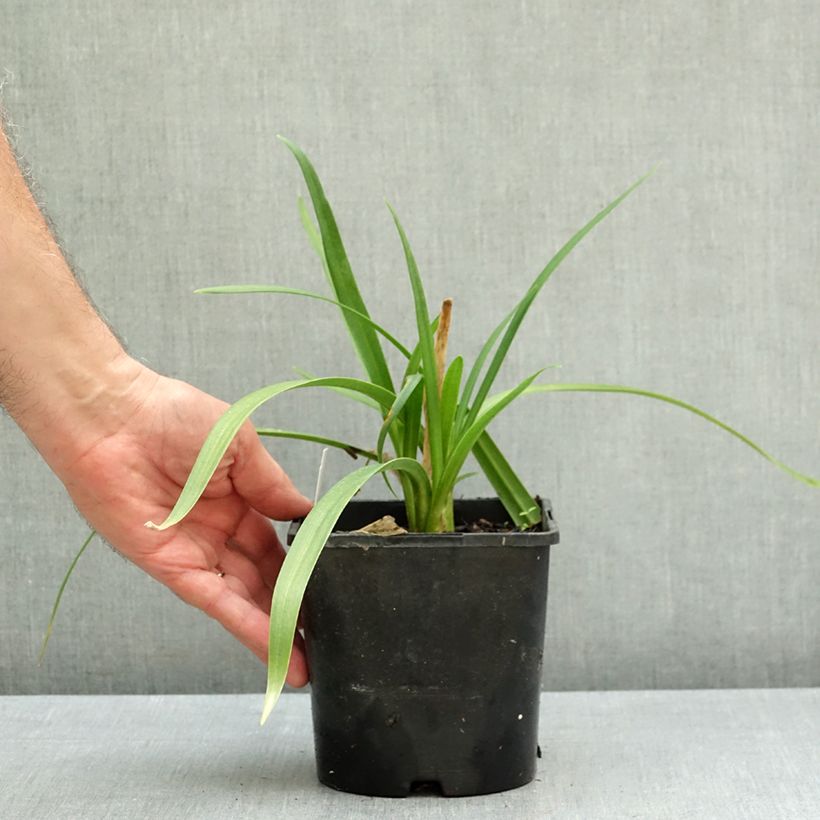 Agapanthus Poppin’ Star 2L/3L pot sample as delivered in autumn