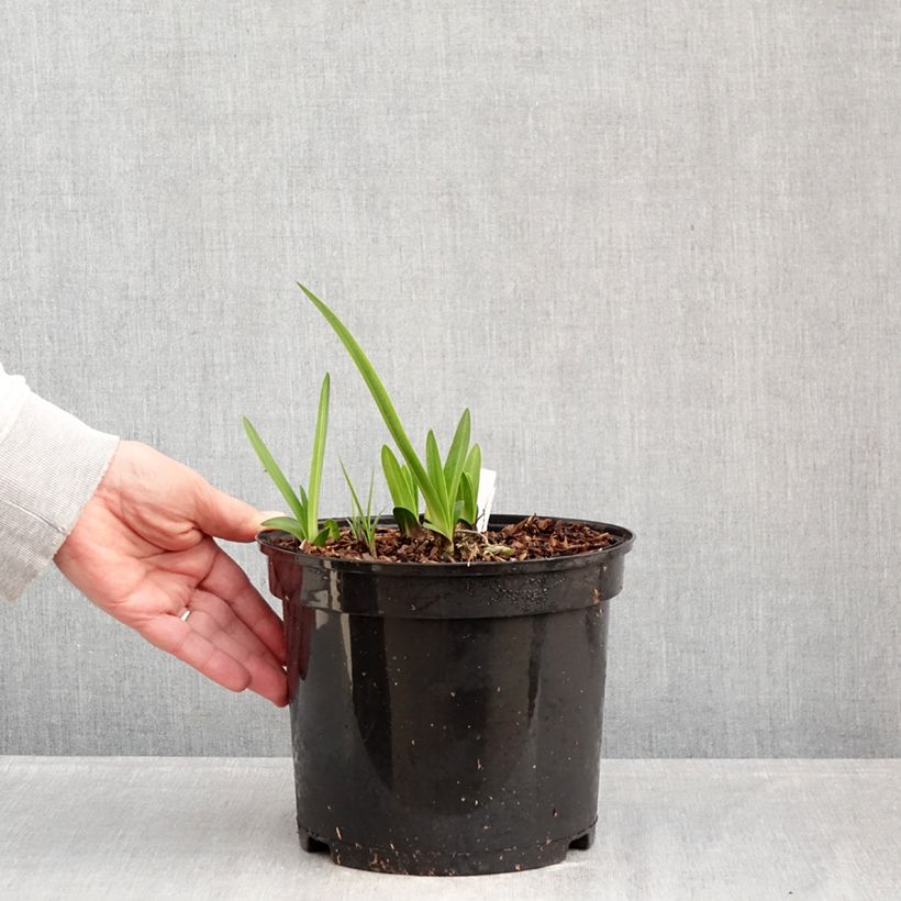 Agapanthus inapertus Intermedius 4L/5L pot sample as delivered in winter