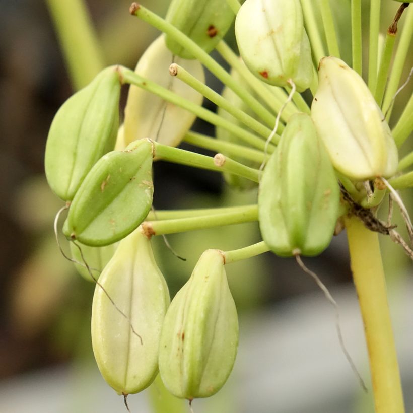 Agapanthus  africanus Mi Casa (Harvest)
