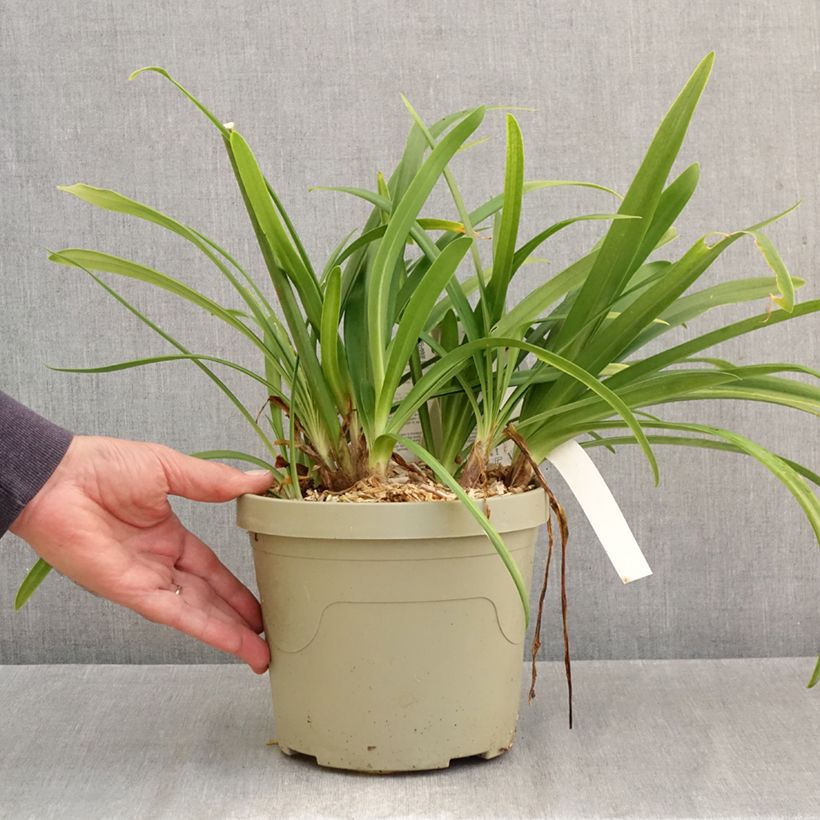 Agapanthus Midnight Sky 3L/4L pot sample as delivered in autumn