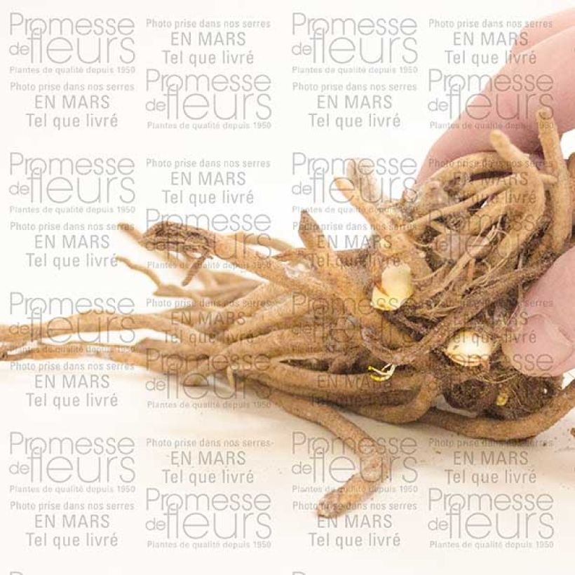 Example of Agapanthus Ice Lolly Bare root 1-2 eyes specimen as delivered