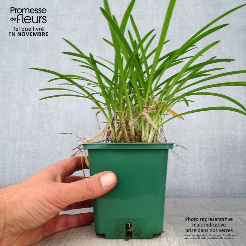 Agapanthus Peter Pan 1L/1.5L pot sample as delivered in autumn