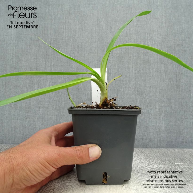Agapanthus Phantom 1L/1.5L pot sample as delivered in autumn