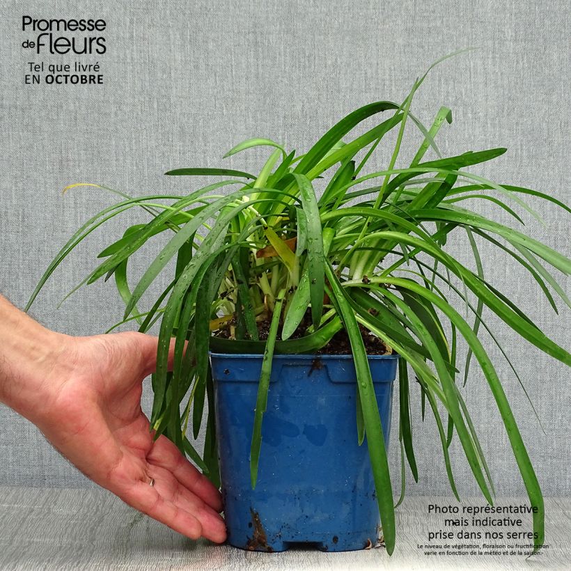 Agapanthus Pitchoune White 2L/3L pot sample as delivered in autumn