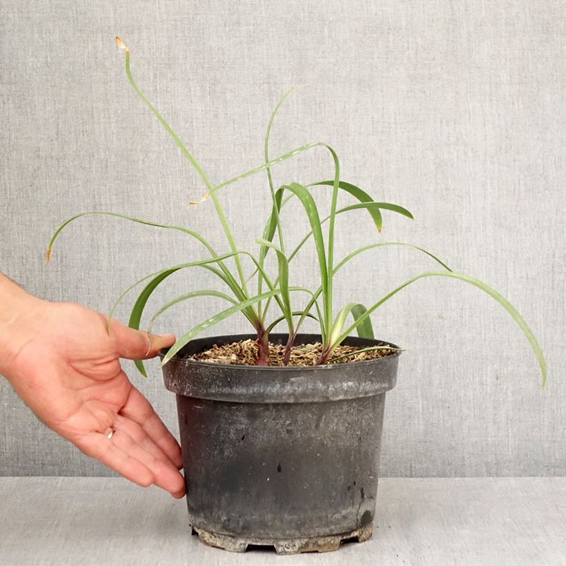 Agapanthus  africanus Polar Ice 2L/3L pot sample as delivered in autumn