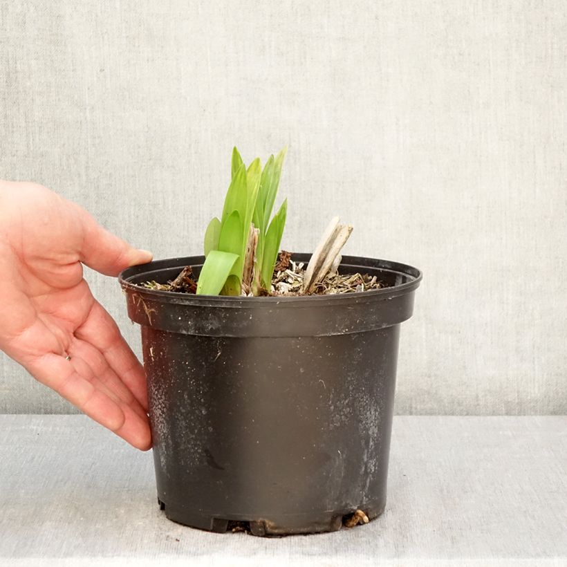 Agapanthus  africanus Polar Ice 2L/3L pot sample as delivered in spring