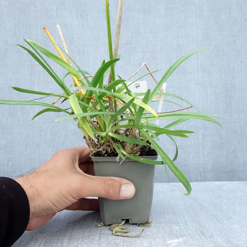 Agapanthus Sofie - African Lily 8/9 cm pot sample as delivered in autumn