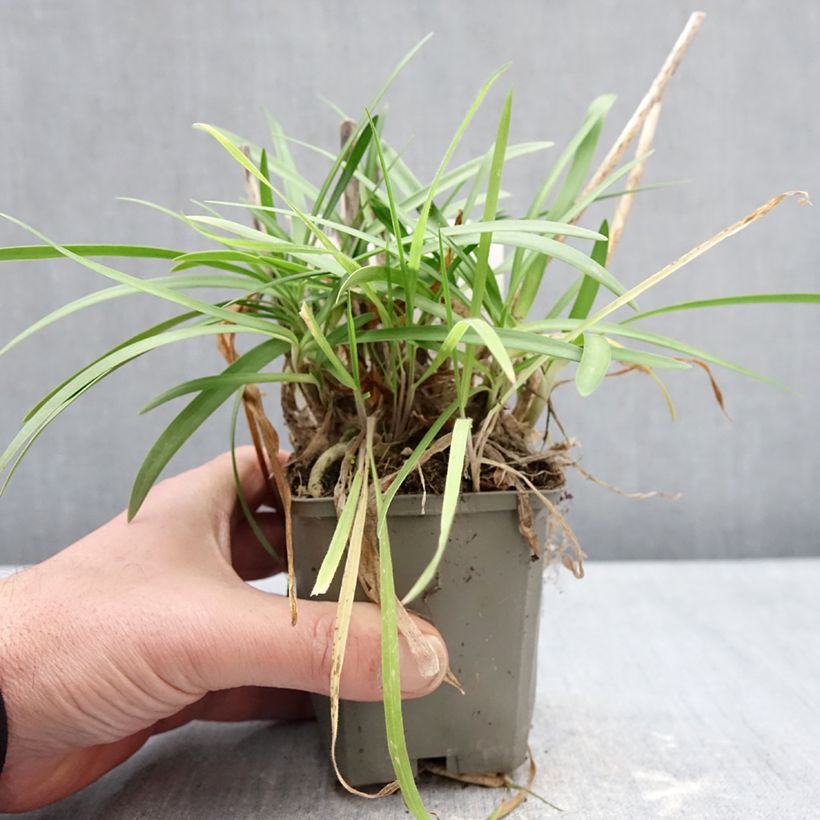 Agapanthus Sofie - African Lily 8/9 cm pot sample as delivered in winter