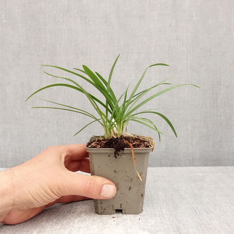 Agapanthus Sofie - African Lily 8/9 cm pot sample as delivered in spring