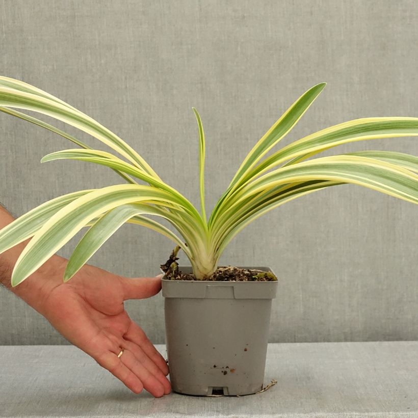 Agapanthus Zambezi 2L/3L pot sample as delivered in summer