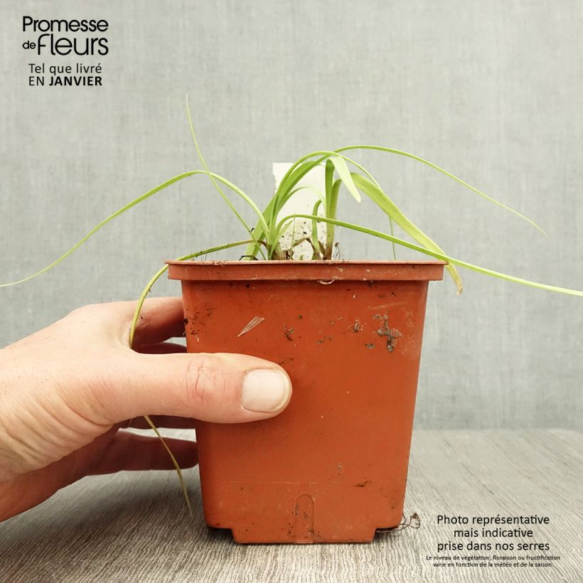 Agapanthus Purple Cloud 1L/1.5L pot sample as delivered in winter