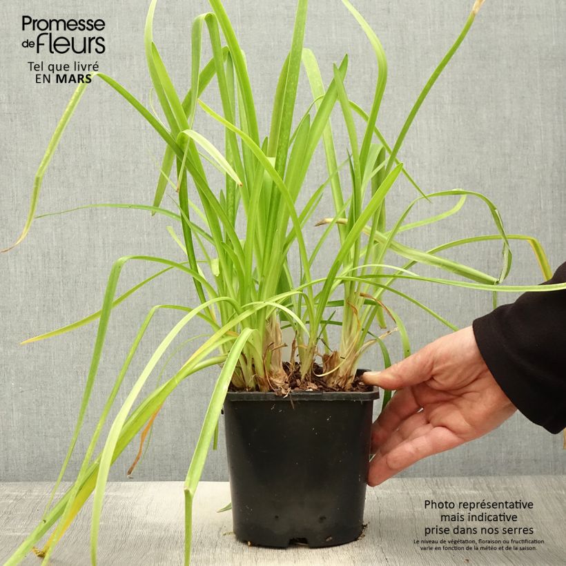 Agapanthus Purple Cloud 1L/1.5L pot sample as delivered in spring