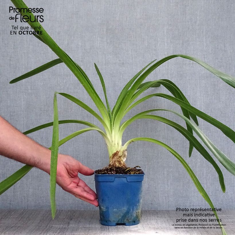 Agapanthus Queen Mum 2L/3L pot sample as delivered in autumn