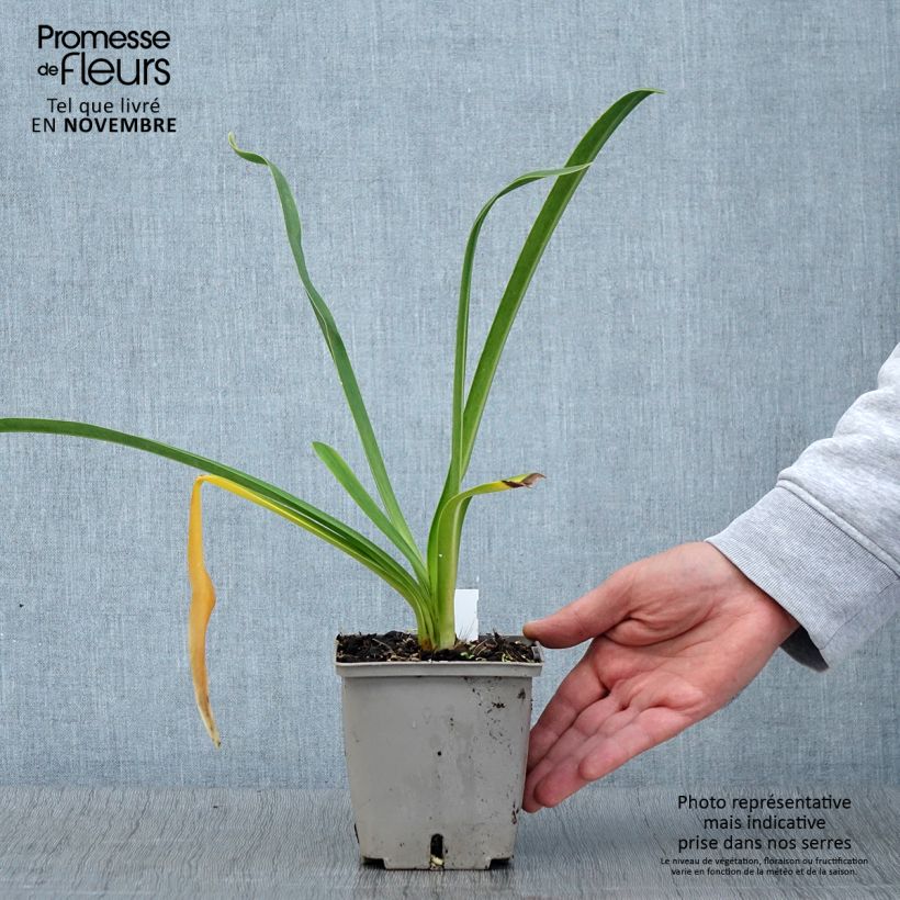 Agapanthus Royal Velvet 1L/1.5L pot sample as delivered in autumn