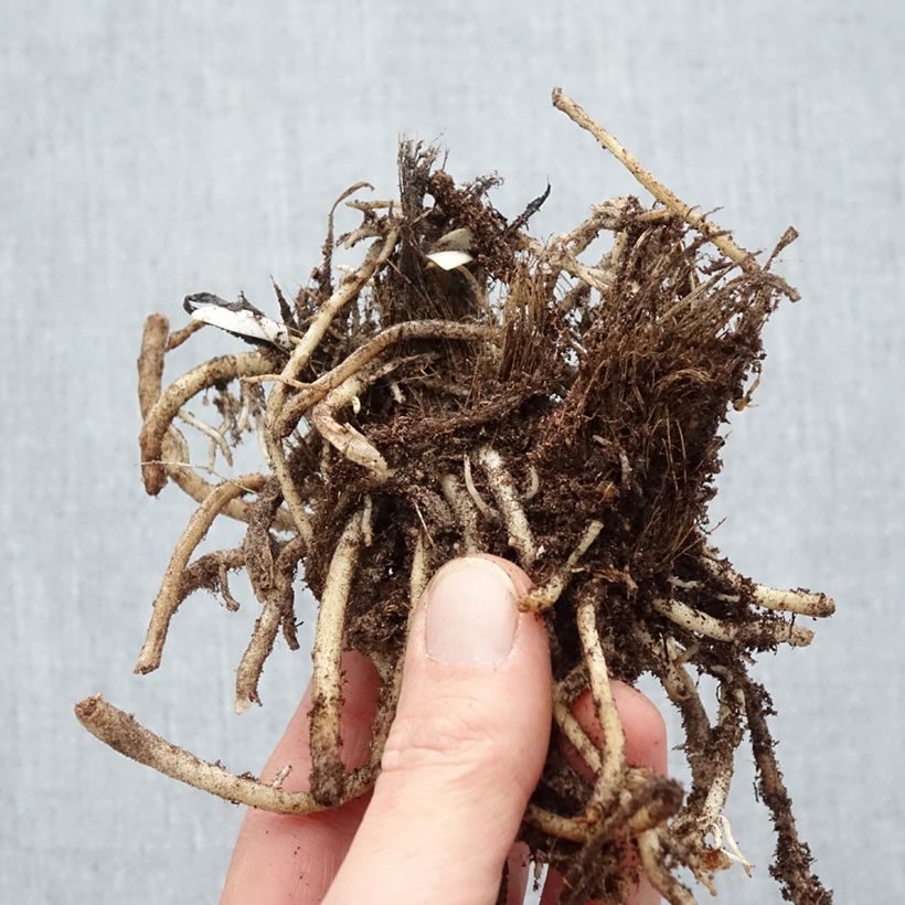 Agapanthus Silver Moon Bare root sample as delivered in winter