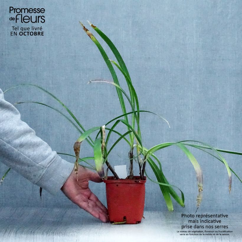 Agapanthus Stars and Stripes 1L/1.5L pot sample as delivered in autumn