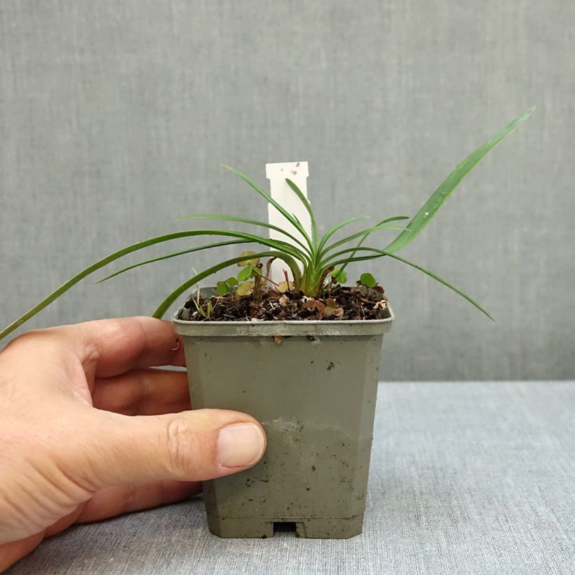 Agapanthus Strawberry Ice 8/9 cm pot sample as delivered in autumn