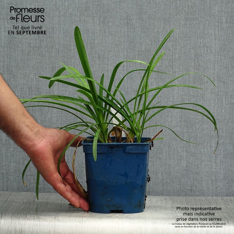Agapanthus Strawberry Ice 2L/3L pot sample as delivered in autumn