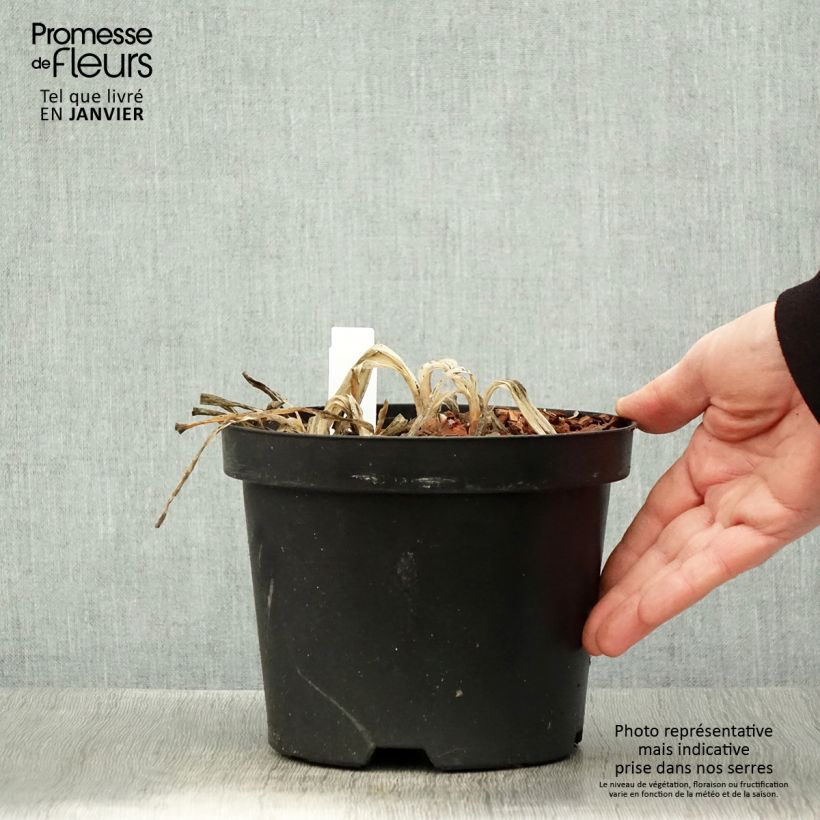 Agapanthus Sunfield 2L/3L pot sample as delivered in winter