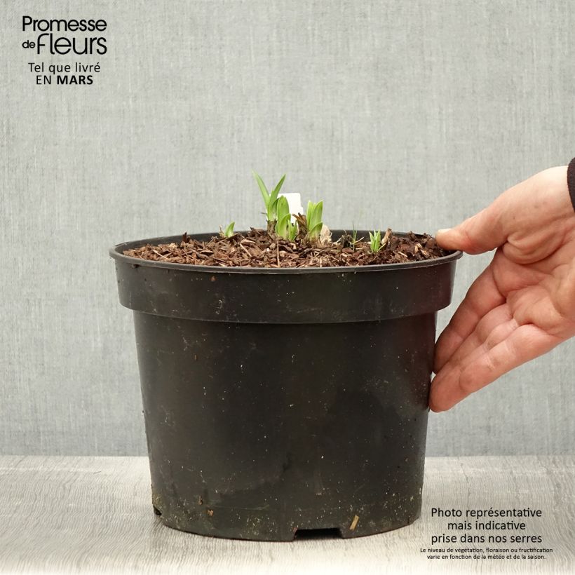 Agapanthus Sunfield 2L/3L pot sample as delivered in spring