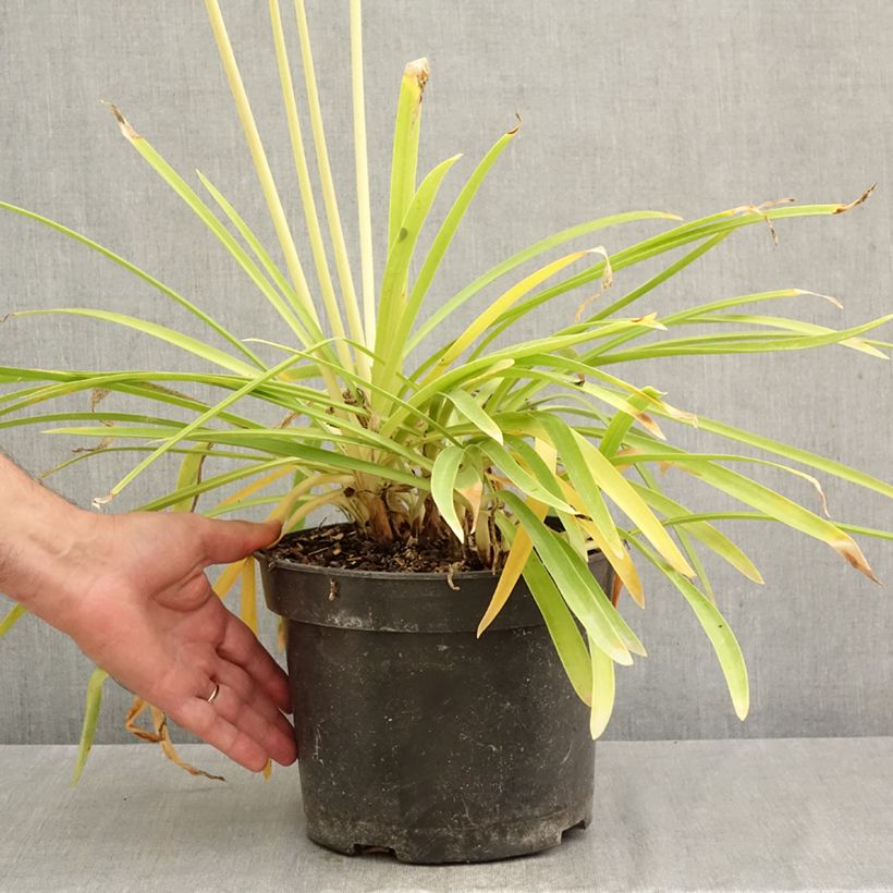 Agapanthus Sunfield 4L/5L pot sample as delivered in autumn