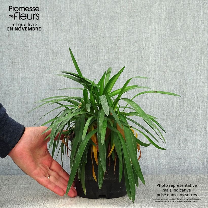Agapanthus Thumbelina 2L/3L pot sample as delivered in autumn