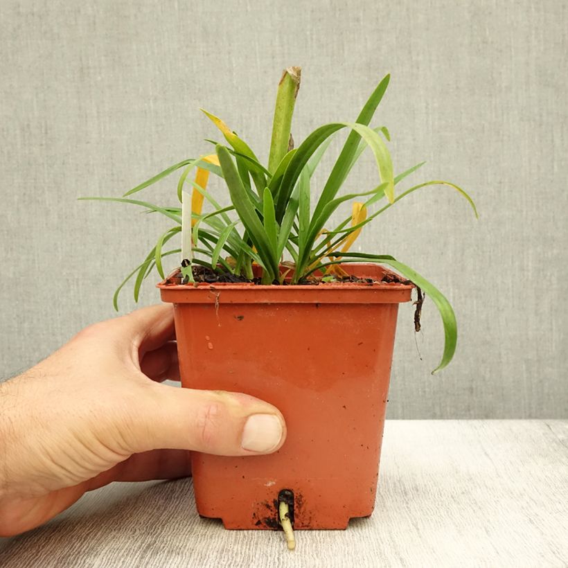 Agapanthus Tom Thumb 1L/1.5L pot sample as delivered in autumn
