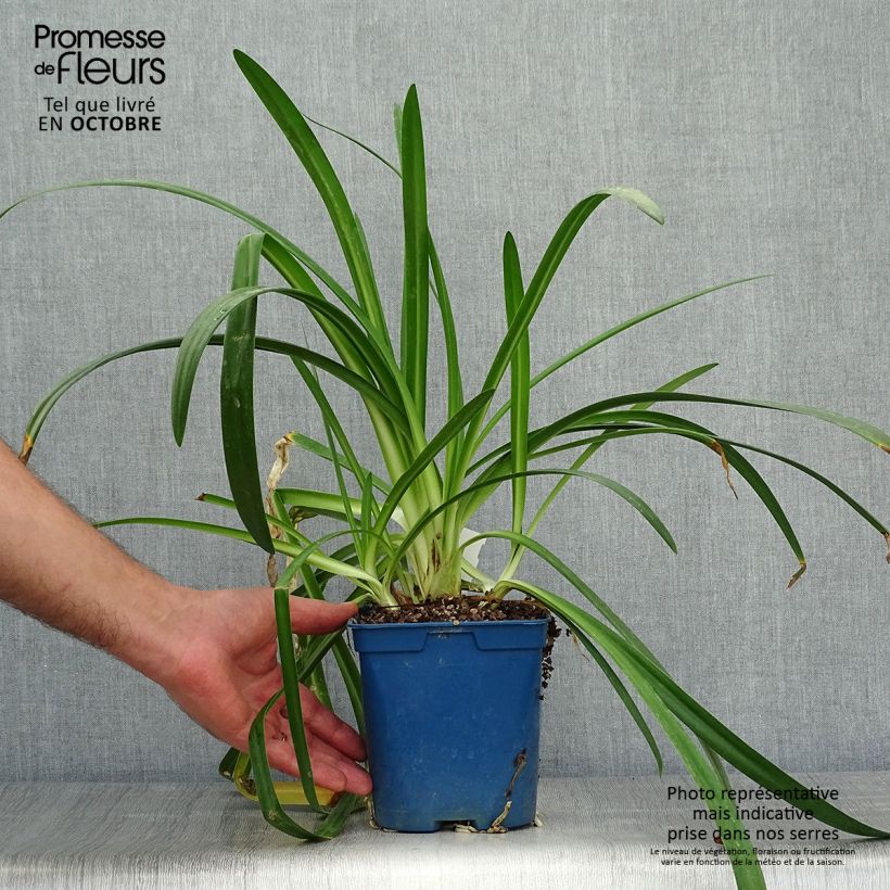 Agapanthus Twister 1.5L/2L pot sample as delivered in autumn