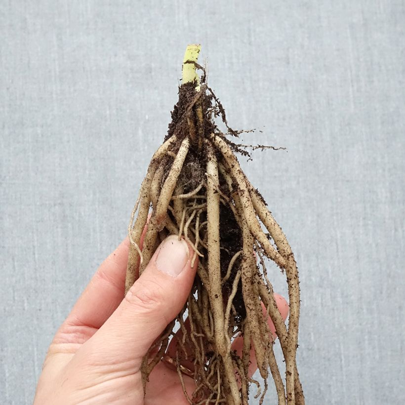 Agapanthus Twister Bare root sample as delivered in winter