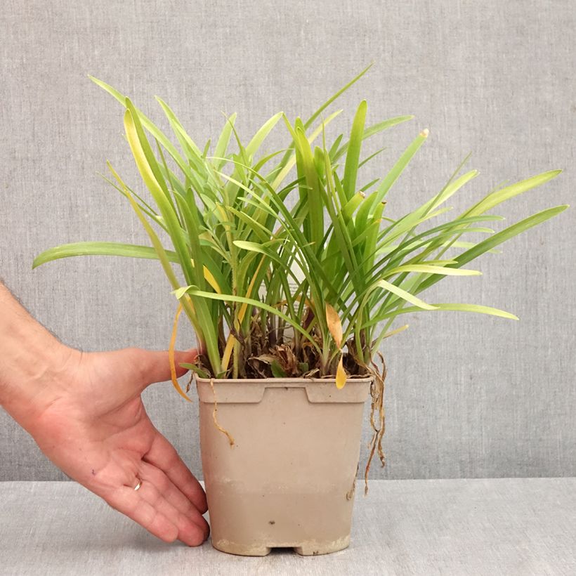 Agapanthus Vallée de la Loire 2L/3L pot sample as delivered in autumn