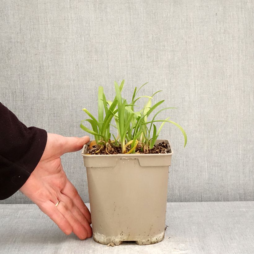 Agapanthus Vallée de la Loire 2L/3L pot sample as delivered in spring