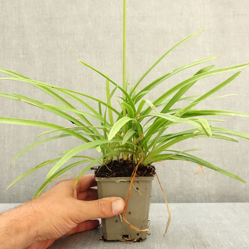 Agapanthus White Baby 8/9 cm pot sample as delivered in summer