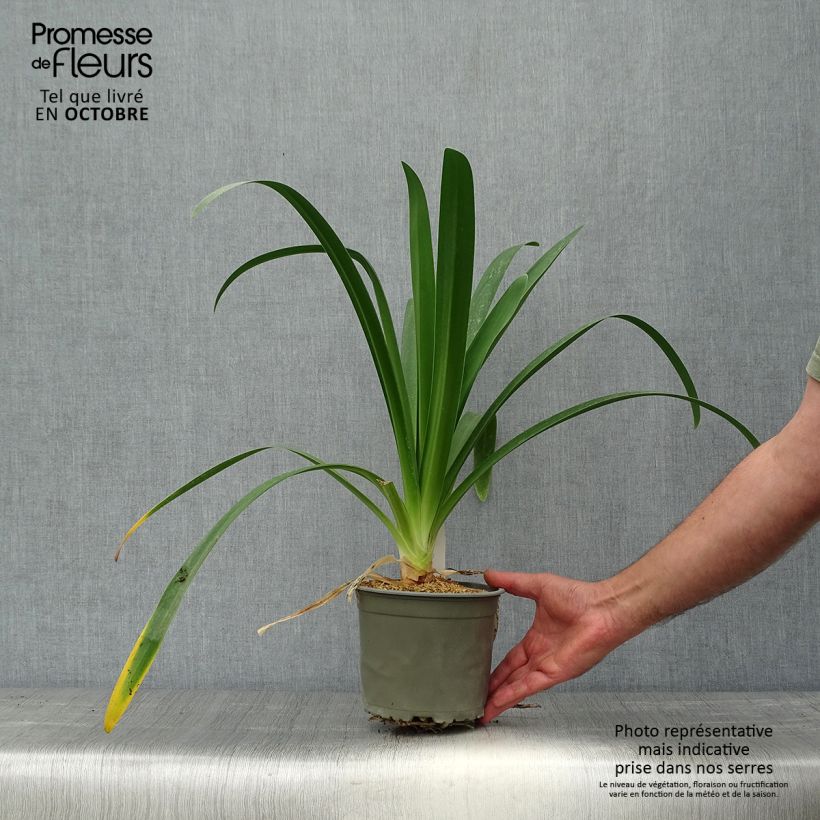 Agapanthus White Heaven 2L/3L pot sample as delivered in autumn