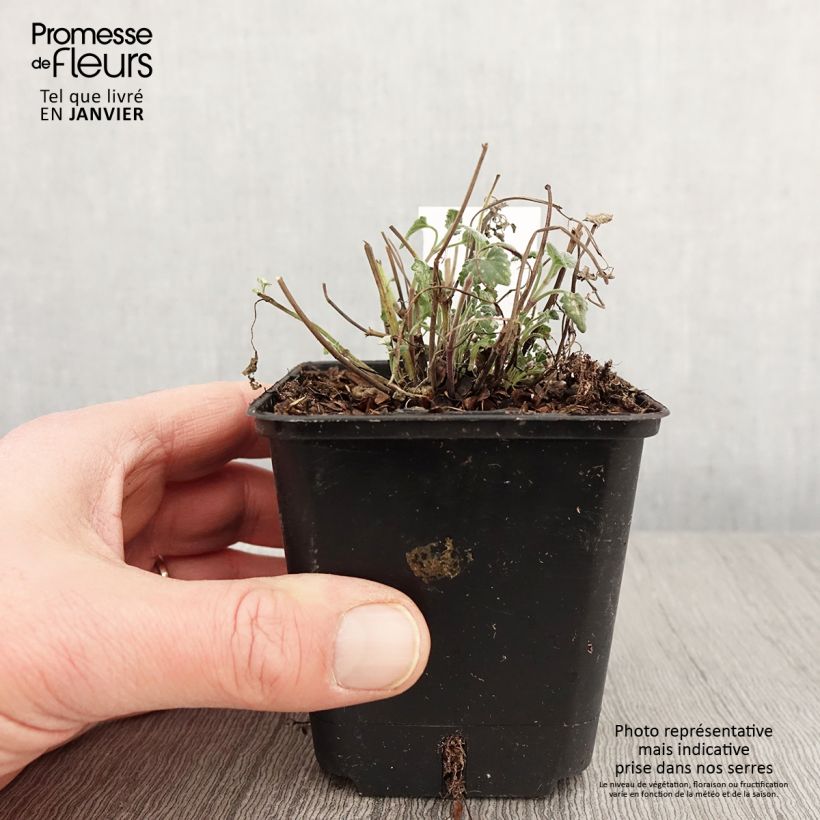 Agastache aurantiaca Apricot Sprite 8/9 cm pot sample as delivered in winter