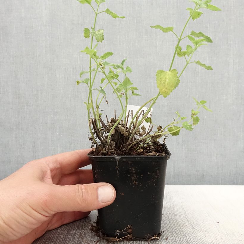 Agastache aurantiaca Apricot Sprite 8/9 cm pot sample as delivered in spring